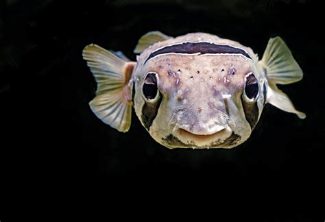 Pufferfish Anatomy: Do Puffer Fish Have Teeth? - MarinePatch