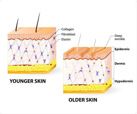 Human Skin Layers And Functions