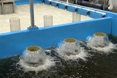 Huon Aquaculture – Broodstock Conditioning RAS - Fresh by Design