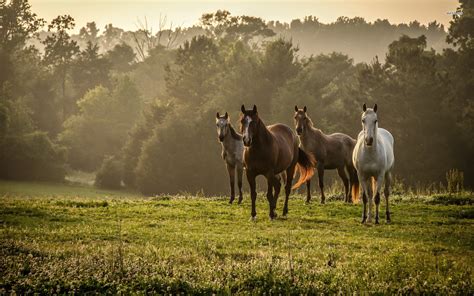 Desktop Wallpaper Horses (54+ pictures) - WallpaperSet