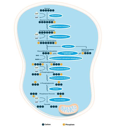 Glycolysis Cycle