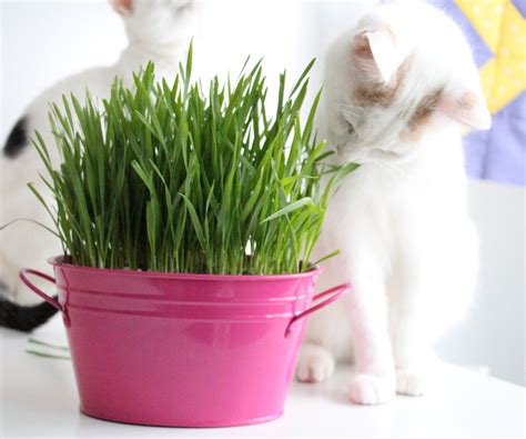 How to Grow Cat Grass : 5 Steps (with Pictures) - Instructables