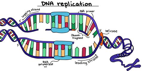 DNA Replication — Steps & Diagram - Expii