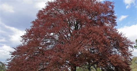 Copper Beech Tree Tips | eHow UK