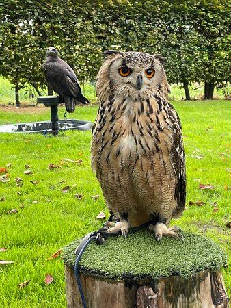 LEEDS CASTLE FALCONRY EXPERIENCES - 2022 What to Know BEFORE You Go