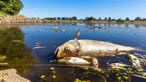 Tonnes of dead fish pulled from River Oder in Poland as officials warn ...