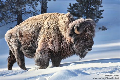 Yellowstone tourists put bison calf in back of car because they were ...