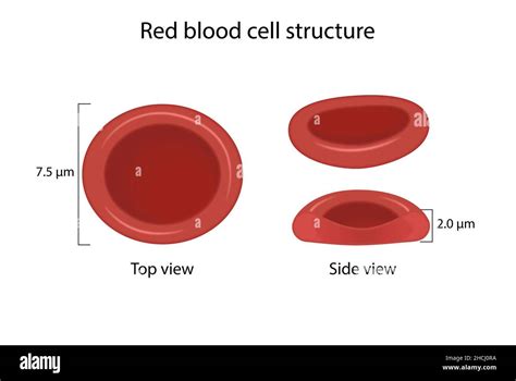 Red blood cell structure Stock Photo - Alamy