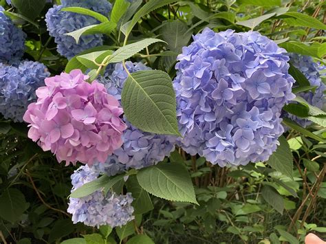 Hydrangea Purple Flowers Japan - Free photo on Pixabay - Pixabay