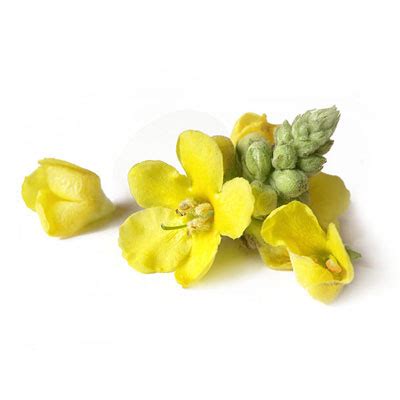 Mullein flower - Supplements Global LLC