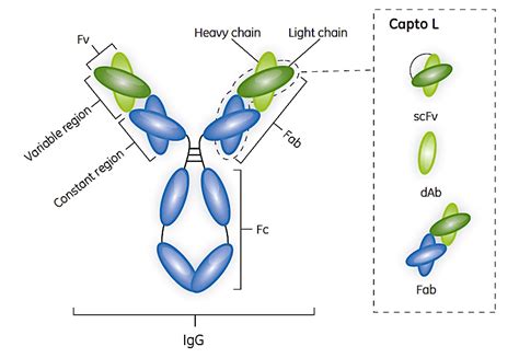 Structure of a typical full-size IgG antibody molecule showing its ...