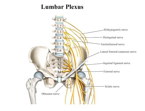 Lumbar Plexus Anatomy