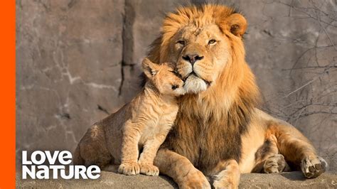 Lion Cubs With Father And Mother