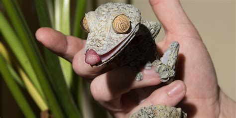 Giant leaf-tailed gecko | Smithsonian's National Zoo