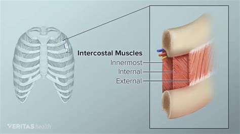 32+ How To Massage Intercostal Muscles - HarsimerDorey