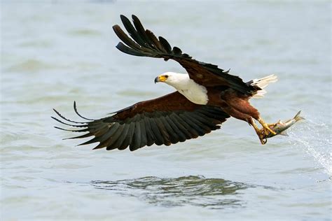 African Fish Eagle - A-Z Animals