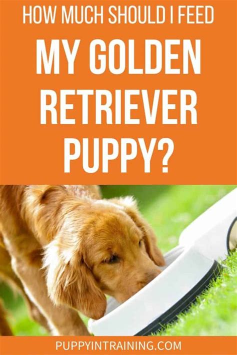 2023 Golden Retriever Feeding Chart Guide – Puppy, Adult Senior ...