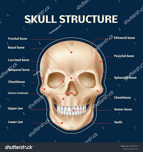 5+ Diagram Of Face Bones - OriolOrinate