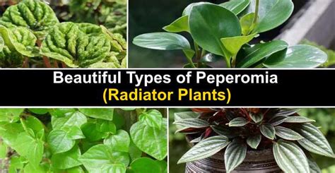 Types of Peperomia (Radiator Plants) - With Pictures