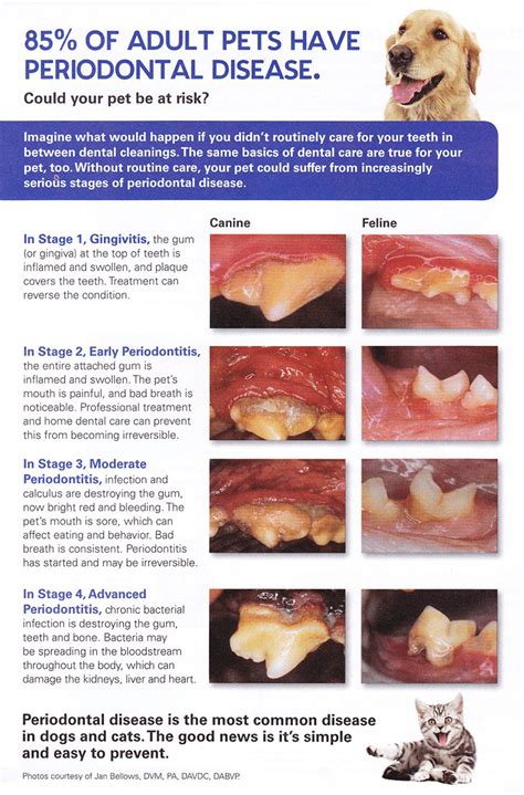 Can You Reverse Periodontal Disease In Dogs