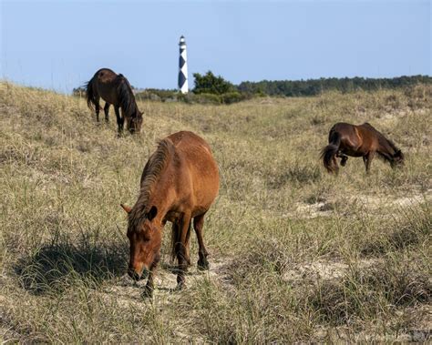 Image of The Wild Horses of Shackleford Banks | 34352