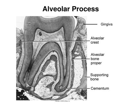 Alveolar Process Definition