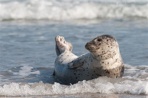 Seehund | Naturfotografie Axel Horn