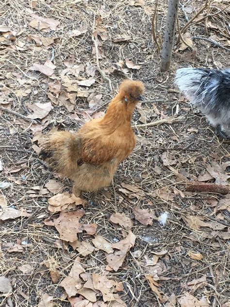 6 Silkie Chicken Hatching Eggs | eBay