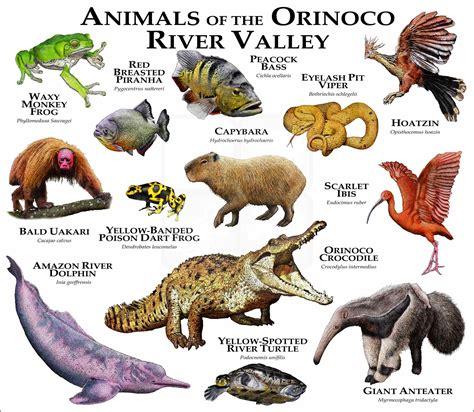 Animals of the Orinoco River Valley Poster Print - inkart