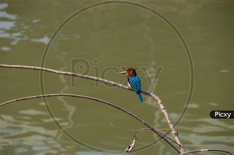 Image of Kingfishers Or Alcedinidae Are A Family Of Small To Medium ...