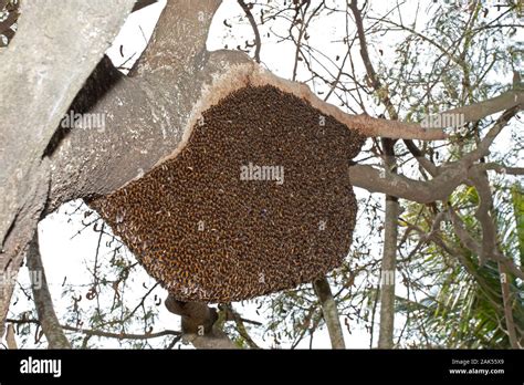 Asiatic Honey Bee - Apis cerana Stock Photo - Alamy