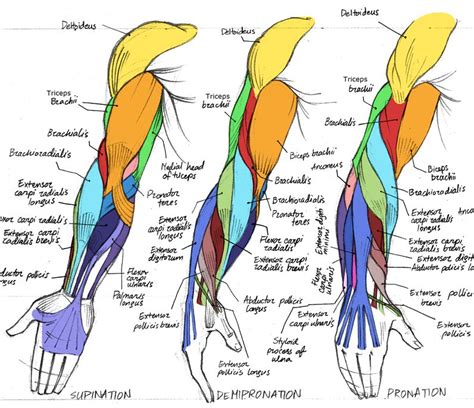 Arm Muscle Diagram Drawing Label The Muscles Of The Arm Anatomy ...