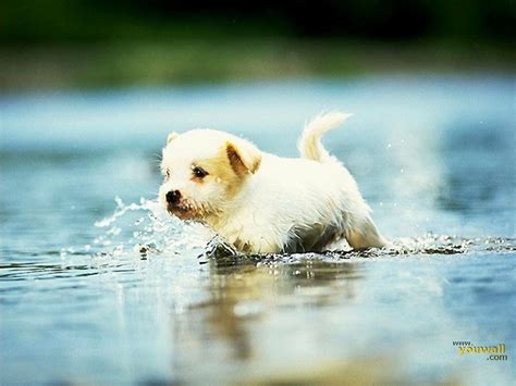 Cute Dog Wallpapers - Wallpaper Cave