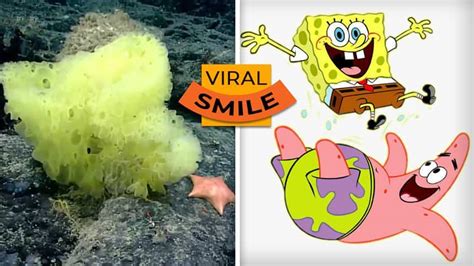 Real-life SpongeBob and Patrick? Biologist’s underwater photo goes ...