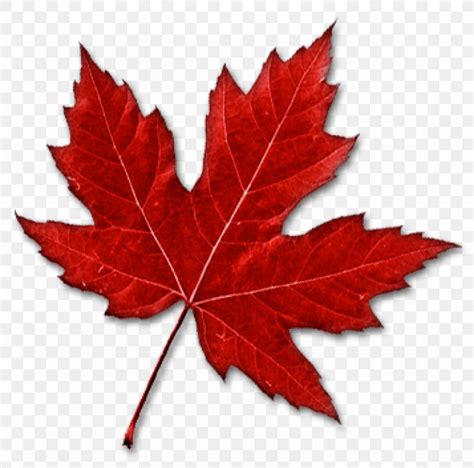 Canada Maple Leaf Clip Art, PNG, 850x841px, Canada, Flag Of Canada ...