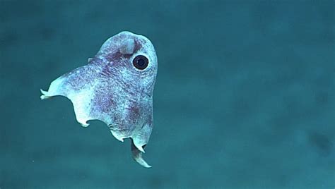 White Wolf : Dumbo octopuses are the deepest and cutest living of all ...