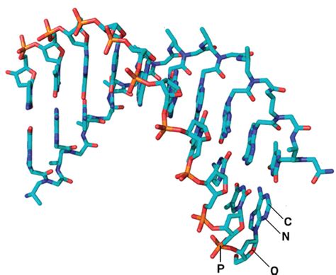 Peptide Nucleic Acids Promise New Therapeutics and Gene Editing Tools ...