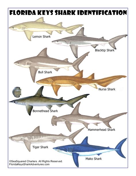 Different Types: Different Types Of Sharks