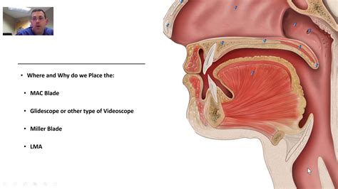 Airway Anatomy For Intubation - YouTube