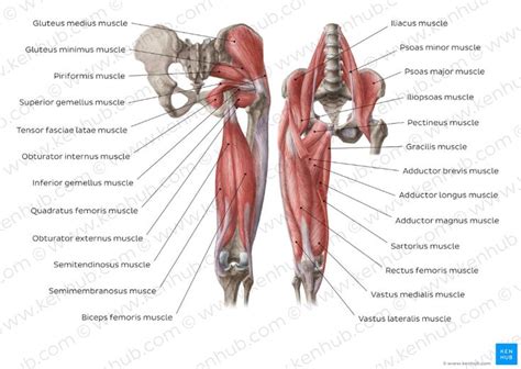 Hip and thigh muscles in 2021 | Thigh muscle anatomy, Thigh muscles ...