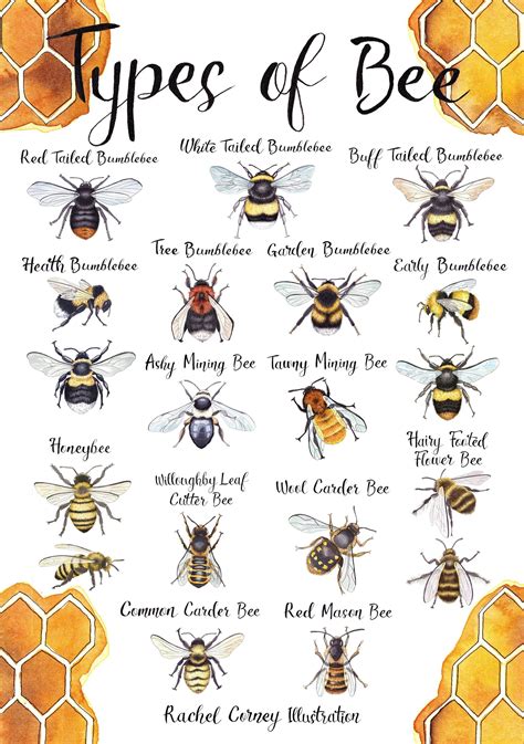 Types of Bee A4 Wildlife Poster Common British Bee Identification ...