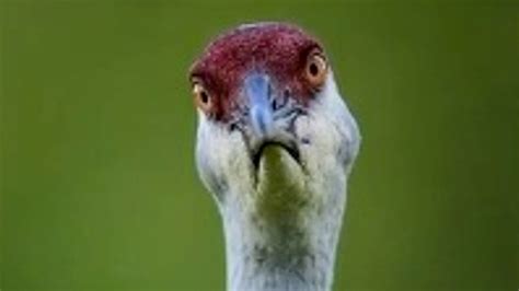 VIDEO: Fowl Tempered: Angry Bird Gives Wildlife Photographer The Evil ...