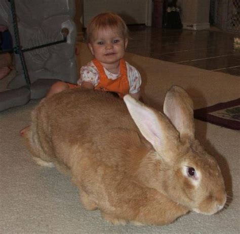 The Flemish Giant Rabbit - Rabbit Scout