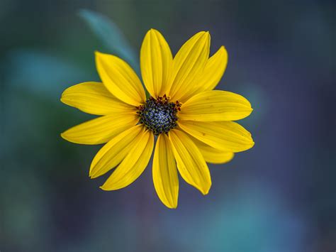 Desert Sunflower! Anza Borrego Desert State Park Californi… | Flickr