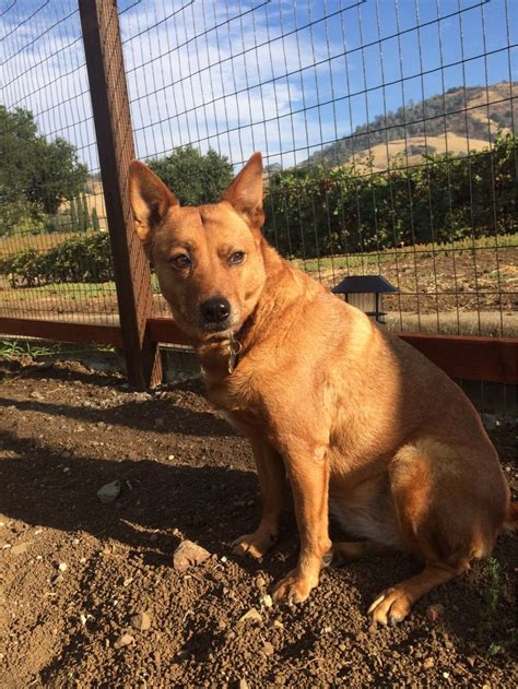 60 best Australian Kelpie images on Pholder | Australian Cattle Dog ...