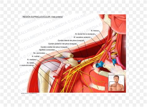 Supraclavicular Fossa Supraclavicular Nerves Supraclavicular Lymph ...