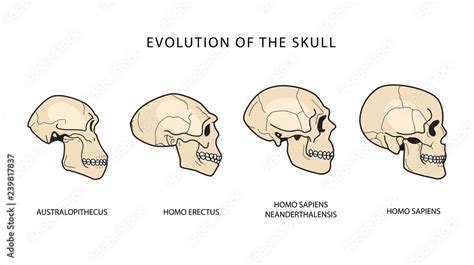 Evolution Of Human Skull