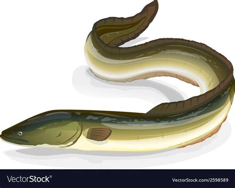 Eel fish Royalty Free Vector Image - VectorStock | Sea illustration ...