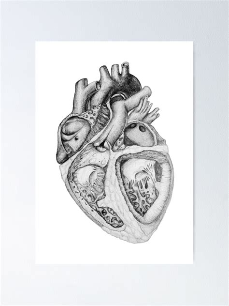 "Realistic Heart Illustration with Valves - Pencil Sketch" Poster for ...