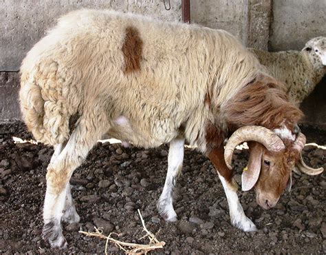 Awassi ram | The Sheep Breeding Institute in Kazakhstan intr… | Flickr